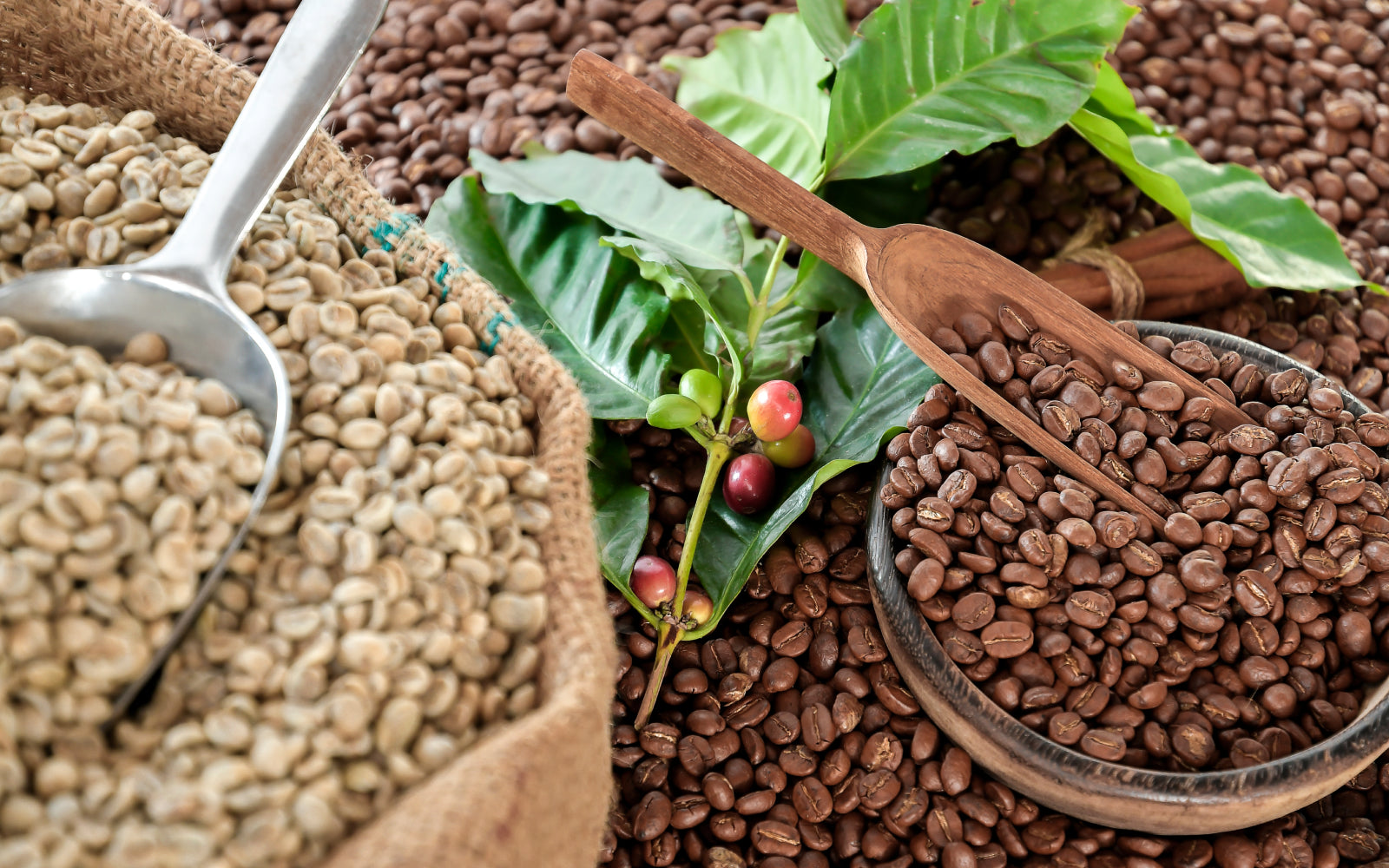 Biologischer Kaffeeanbau: Vor- und Nachteile