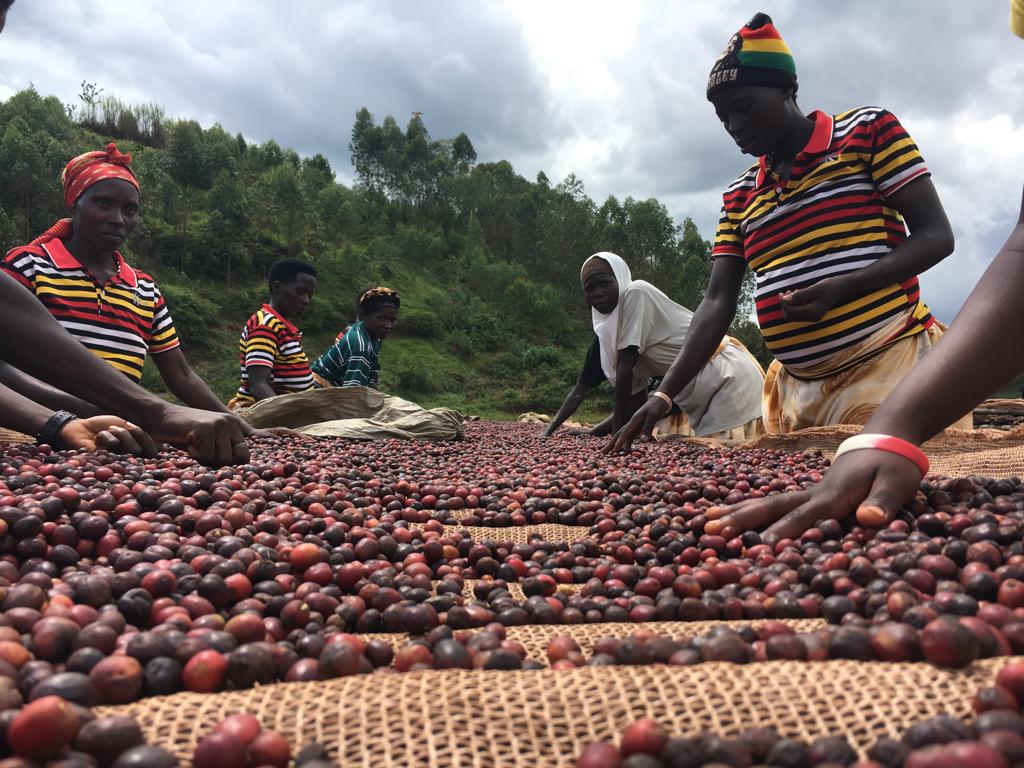 Fair Trade vs. Direct Trade: Was bedeutet das wirklich für Kaffeebauern?