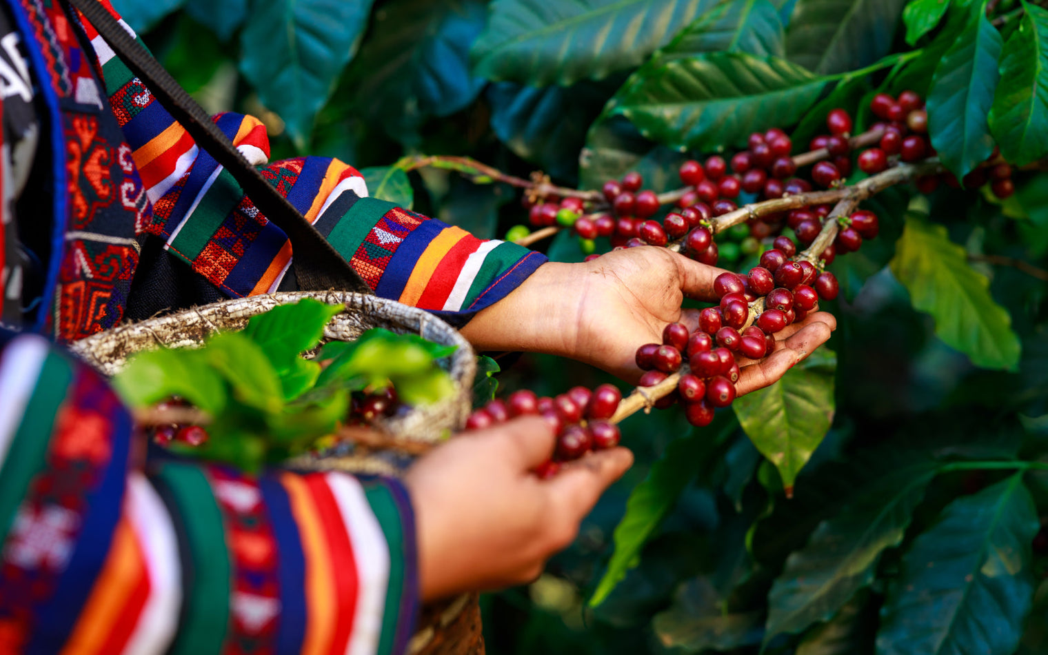 Brasilien Kaffee – Herkunft, Geschmack und warum er so beliebt ist