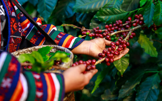 Brasilien Kaffee – Herkunft, Geschmack und warum er so beliebt ist