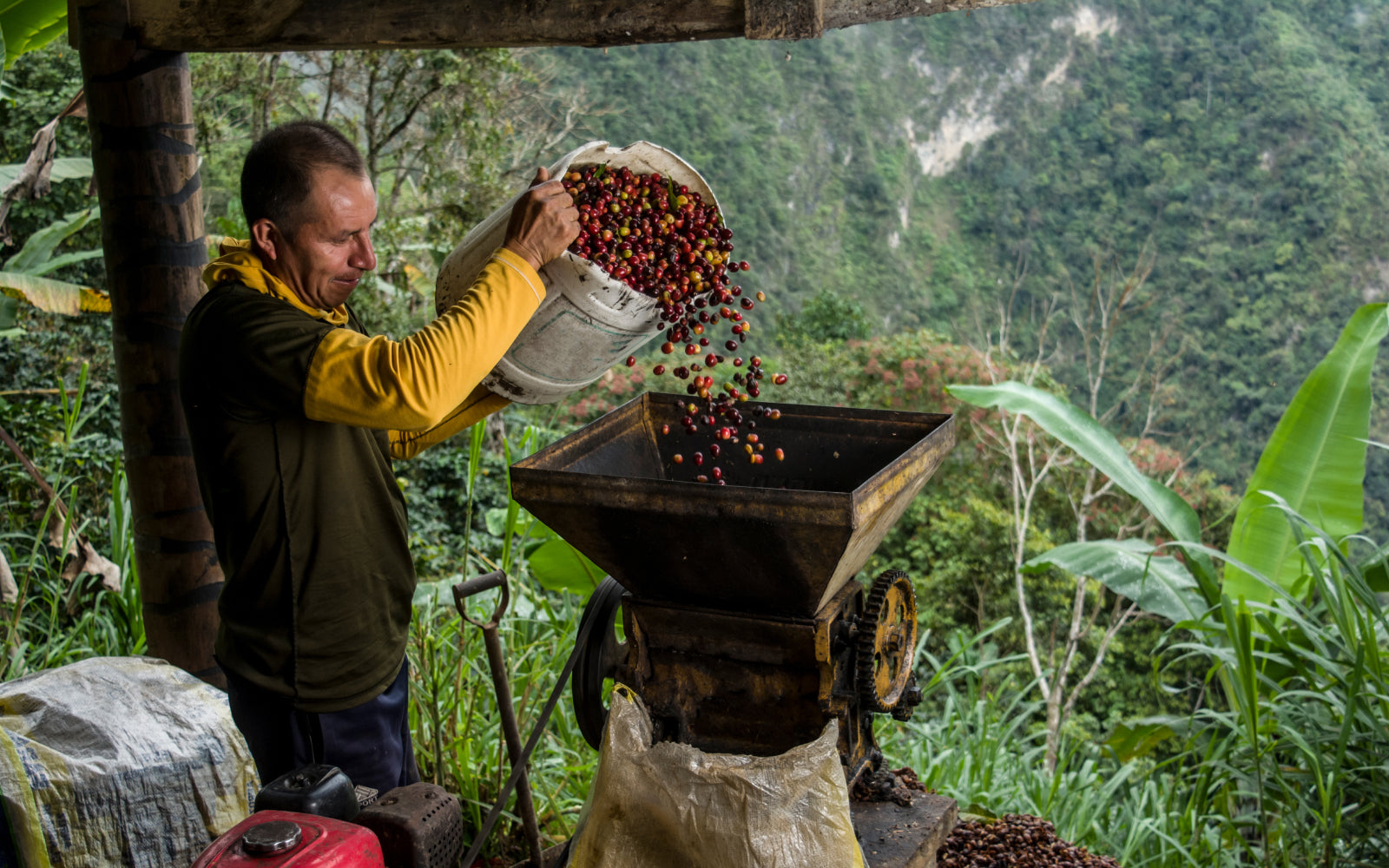 Warum Kolumbien für seinen Kaffee berühmt ist