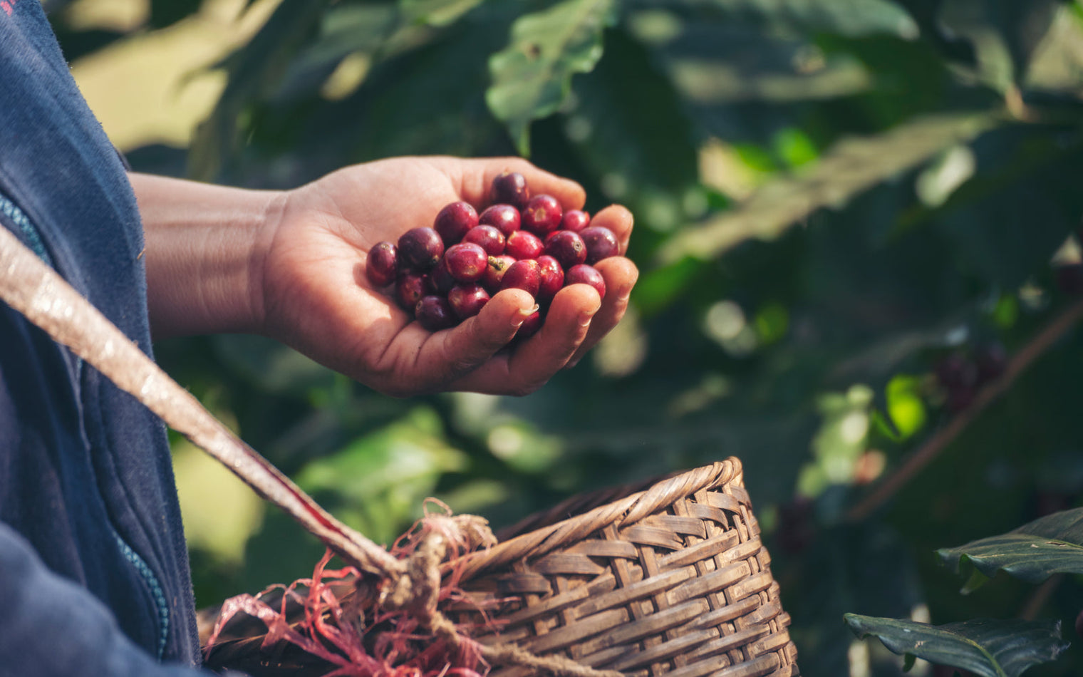 Kaffeeernte: Der Weg von Kirsche zur Bohne