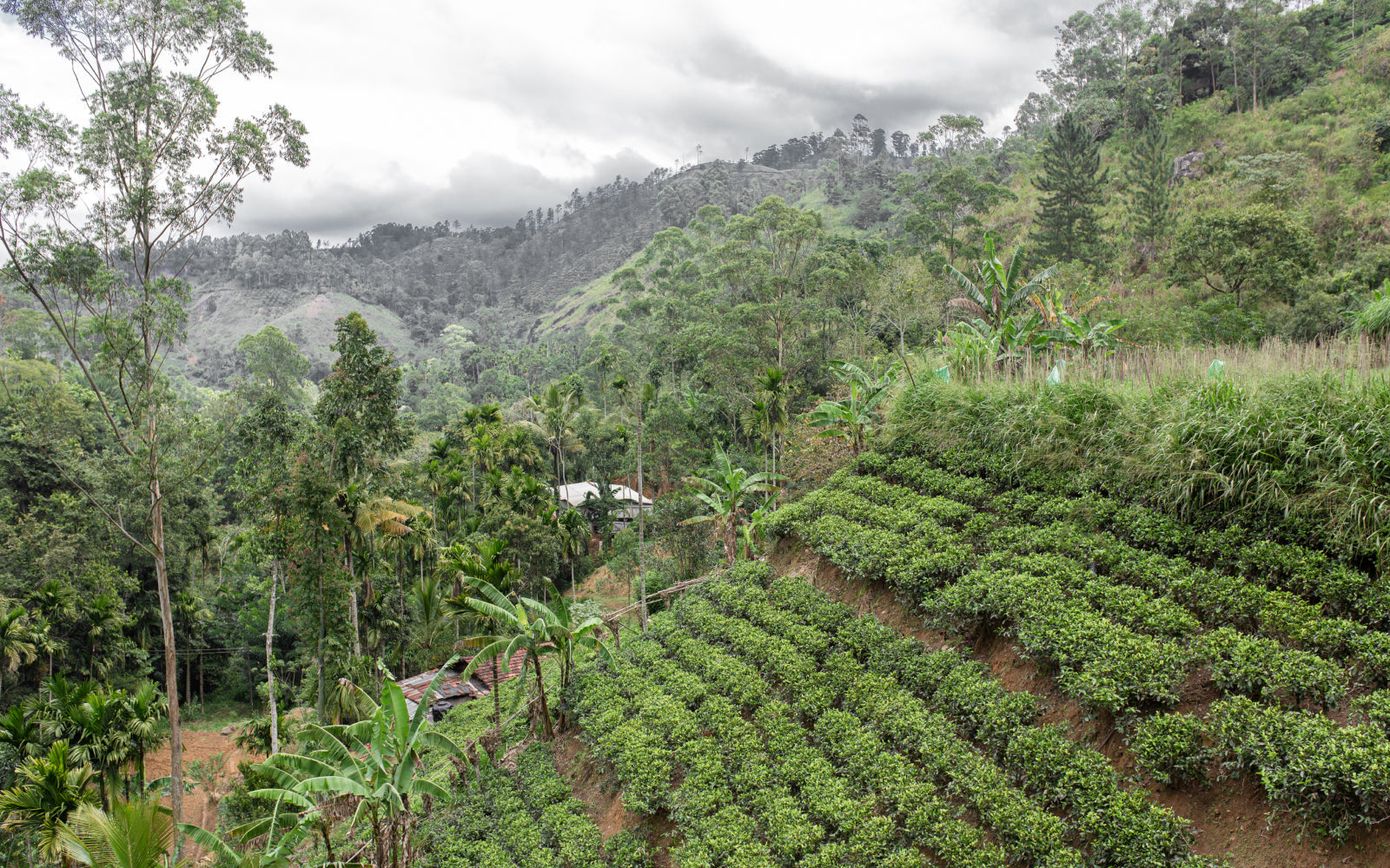 Bergkaffee: Das Geheimnis der Blue Mountains in Jamaika